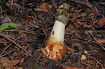 Stinkhorn (Phallus impudicus) fungus  with flies attracted by smell, growing in Ash woodland, Herefordshire, UK October