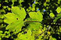 Tar spot fungus (Rhytisma acerinum) on Sycamore (Acer pseudoplantanus), Herefordshire, UK October 2012