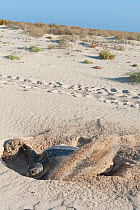 Australian flatback sea turtle (Natator depressus) endemic to Australia and southern New Guinea, female covering nest with sand after laying eggs, Delambre Island, Pilbara, Western Australia, November