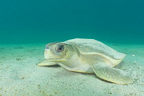 Australian flatback sea turtle, (Natator depressus),  covered with sand she has flipped over herself for camouflage while resting on the bottom, Australia, November