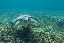 Australian flatback sea turtle (Natator depressus), endemic to Australia and southern New Guinea, swims over coral reef, Indian Ocea, Australia