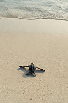 RF- Leatherback sea turtle hatchling (Dermochelys coriacea)  crawling toward the Caribbean sea after emerging from nest, Playa Colita, Pedernales, Dominican Republic, May. (This image may be licensed...