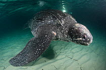 Leatherback sea turtle (Dermochelys coriacea) with scar at base of flipper, almost certainly caused by fishing gear, Caribbean Sea off Parque Nacional Jaragua, Dominican Republic, May