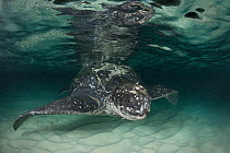 Leatherback sea turtle (Dermochelys coriacea) with scar at base of flipper, almost certainly caused by fishing gear, Caribbean Sea, Parque Nacional Jaragua, Dominican Republic, May