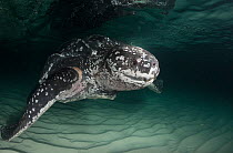 Leatherback sea turtle, (Dermochelys coriacea) with scarring around right flipper base, almost certainly from entanglement in fishing gear, Parque Nacional Jaragua, Dominican Republic, Caribbean Sea