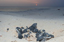 Leatherback sea turtle hatchlings, (Dermochelys coriacea) emerging from nest after hatching, Playa Colita, Pedernales, Dominican Republic, Caribbean, at sunset