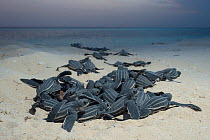 Leatherback sea turtle hatchlings (Dermochelys coriacea) emerging from nest after hatching, Playa Colita, Pedernales, Dominican Republic, Caribbean Sea, May