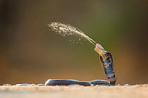 Mozambique Spitting Cobra (Naja mossambica) ejecting venom, Kruger, South South Africa, Controlled conditions