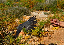 Cuckoo (Cuculus canorus) male had been shot being released back into the wild on Comino, during Birdlife Malta Springwatch Camp, Malta, April 2013