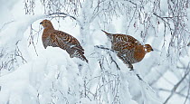 Two Black Grouse (Tetrao tetrix) hens in snowy tree, Kuusamo, Finland, January
