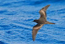 Bulwer's Petrel (Bulweria bulwerii) in flight over the Atlantic ocean, Madeira, Portugal, August