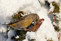 Common Crossbill (Loxia curvirostra) feeding on spruce cone on a snow covered branch, Kuusamo, Finland, February