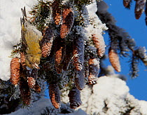 Common Crossbill (Loxia curvirostra) feeding on spruce cone on a snow covered branch, Kuusamo, Finland, February