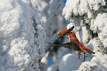 Common Crossbill (Loxia curvirostra) male in flight in snow, carrying cone, Kuusamo, Finland, February