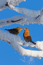 Common Crossbill (Loxia curvirostra) male and female on snow covered branch, Kuusamo, Finland, February