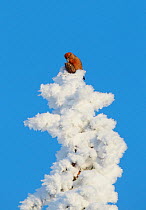 Common Crossbill (Loxia curvirostra) with pine cone on top of snow covered tree, Kuusamo, Finland, February