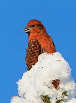Common Crossbill (Loxia curvirostra) with cone on top of snow covered tree, Kuusamo, Finland, February