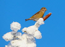 Common Crossbill (Loxia curvirostra) on top of a snowy tree with spruce cone, Kuusamo, Finland, February
