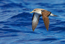 Cory's Shearwater (Calonectris diomedea) in flight, over Atlantic Ocean, Madeira Portugal August