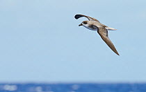 Fea's Petrel (Pterodroma feae deserta) in flight over Atlantic ocean, Madeira, Portugal, August