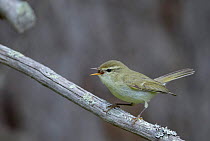 Greenish Warbler (Phylloscopus trocholoides) singing, Puolanka, Finland, June