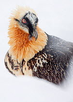 Bearded vulture (Gypaetus barbatus) close up portrait, Spain, November