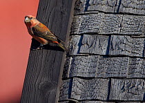 Parrot Crossbill (Loxia pytyopsittacus) on wood tiled roof, Uto, Finland,  September