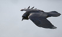 Raven (Corvus corax) in flight, Norway, April