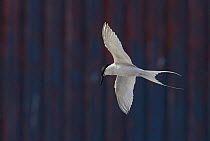 Roseate Tern (Sterna dougallii) in flight in front of building, Madeira Portugal August