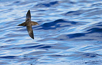 Sooty Shearwater (Puffinus Griseus) in flight over Atlantic ocean, Madeira, August