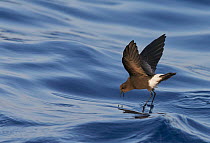 Wilson's Storm Petrel (Oceanites oceanicus) feeding whilst 'walking on water'  Atlantic ocean, Madeira Portugal, August