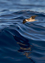 Zino's Petrel (Pterodroma madeira) in flight over Atlantic ocean, Madeira, August