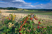 Down Farm from the Ridgeway Long Distance Path at Ivinghoe Beacon, with Black bryony (Tamus communis) and Bramble (Rubus sp) growing round fence, both with berries. Buckinghamshire, UK, September