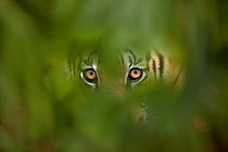 Bengal Tiger (Panthera tigris tigris) captive, with leaves digitally added.