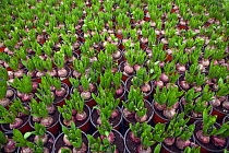 Garden centre with potted Hyacinth bulbs sprouting, Edgefield, Norfolk, January