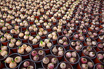 Garden centre with potted Hyacinth bulbs, Edgefield, Norfolk, January