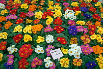 Potted Primroses for sale in garden centre, Edgefield, Norfolk, January