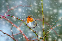 Robin (Erithacus rubecula) in snow, Titchwell, Norfolk, January. Image digitally manipulated to add more snow.