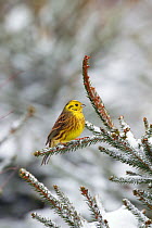 Yellow Hammer (Emberiza citrinella) perched on snow covered conifer, Norfolk, January