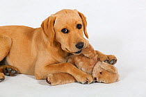 Yellow Labrador puppy chewing on a teddy bear's leg