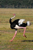 Common ostrich (Struthio camelus) running, Masai mara, Kenya, Africa