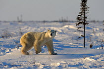 Polar bear (Ursus maritimus) Wapusk national park, Manitoba, Canada, March