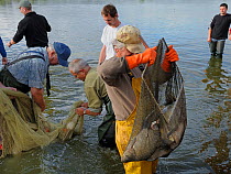 Party of fishermen from lake using seine nets, Lac de Grandlieu, Passay, Loire Atlantique, France, August 2010