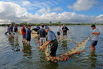 Party of fishermen from lake using seine nets, Lac de Grandlieu, Passay, Loire Atlantique, France, August 2010