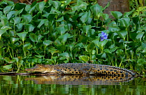 Saltwater crocodile (Crocodylus porosus) Kinabatangan river, Sabah, Borneo