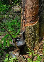 Harvesting sap from Hevea tree (Hevea sp)  Indonesia, July