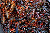 Crayfish (Astacidae) caught in Lac de Grandlieu, Loire atlantique, France, June