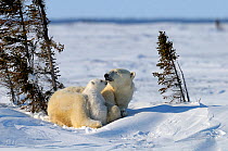 Polar bear (Ursus maritimus) female with cub, Wapusk National park, Manitoba, Canada, March
