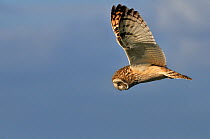 Short eared owl (Asio flammeus) flying over Breton marsh, West France, October