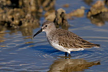 Red knot (Calidris canutus) Bourgneuf bay, West France, November